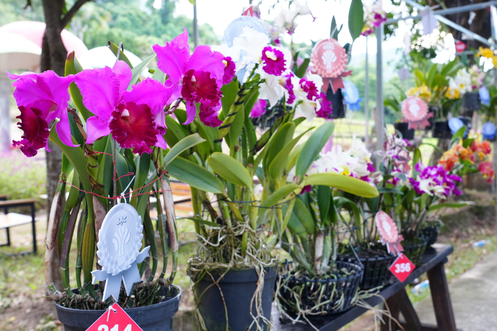 Sắc lan rực rỡ nơi đại ngàn Yang Bay