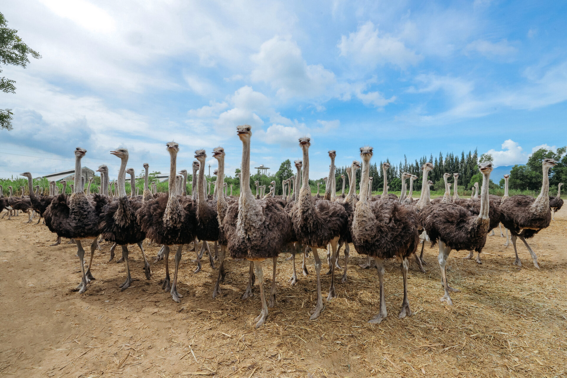 Thịt đà điểu VietOstrich: Dinh dưỡng vượt trội, lựa chọn tối ưu cho mọi gia đình